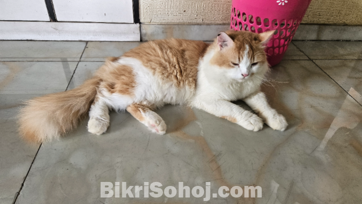 Persian Male Cat